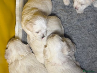 Maltese dogs - Advert 3