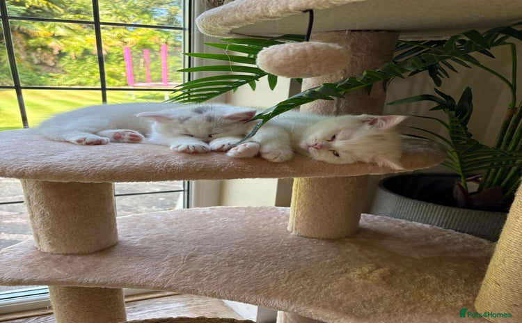 Persian cats - Advert 3