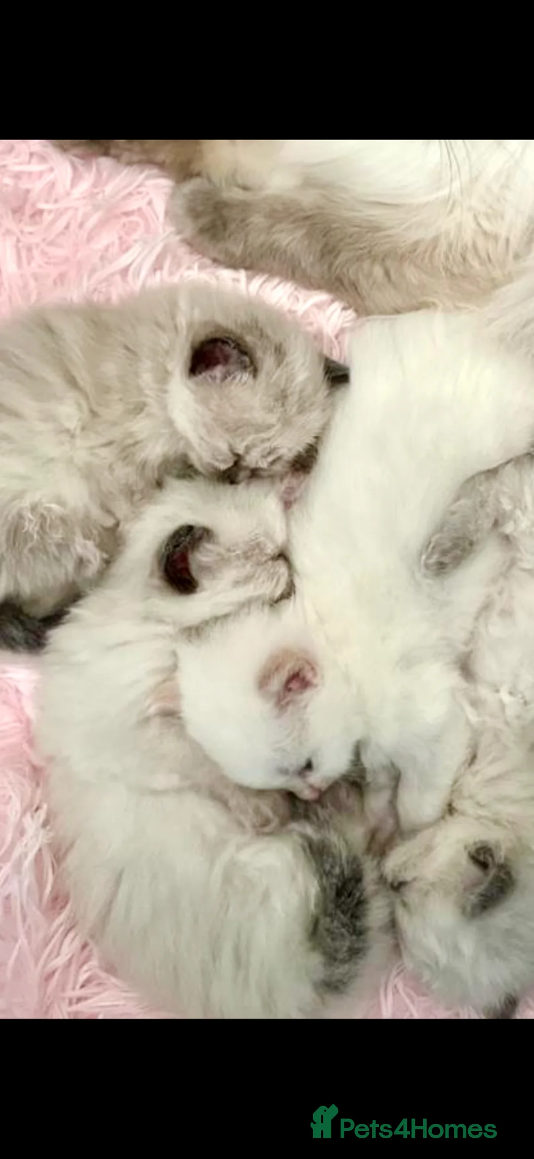 Ragdoll cats for sale: ❤️ WAITING LIST NOW OPEN !!!! ❤️ - Advert 1