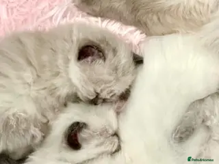 Ragdoll cats ❤️ WAITING LIST NOW OPEN !!!! ❤️ - Advert 3