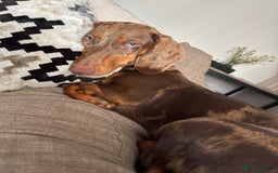 Dachshund dogs for sale: Dapple Dachshund  - Image 2