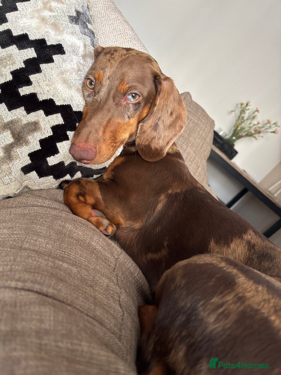 Dachshund dogs for sale: Dapple Dachshund  - Image 2