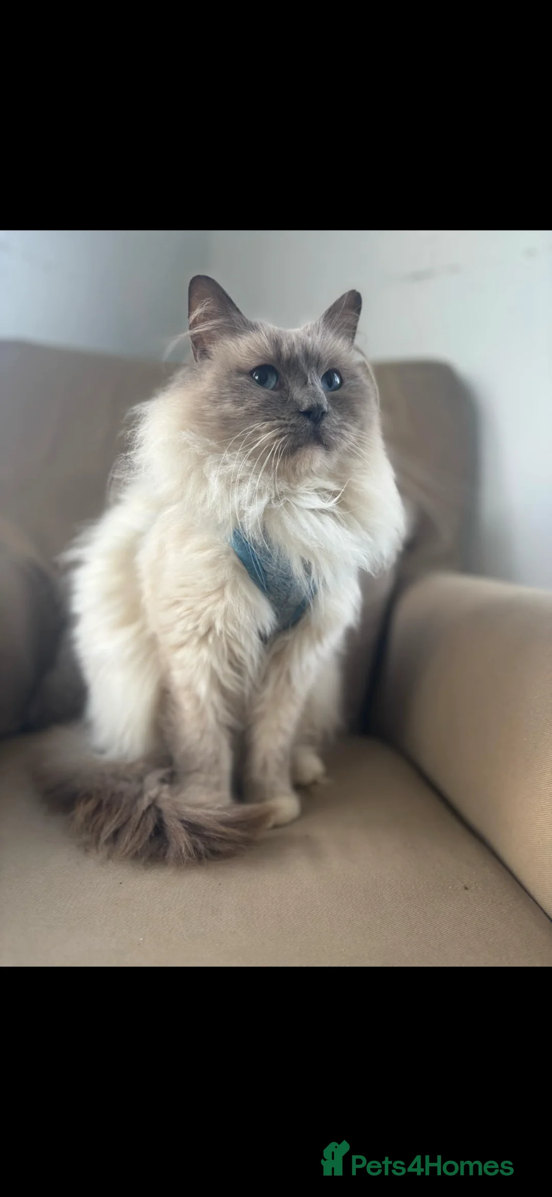 Ragdoll cats for sale: 2 beautiful ragdoll cross girls  - Advert 10