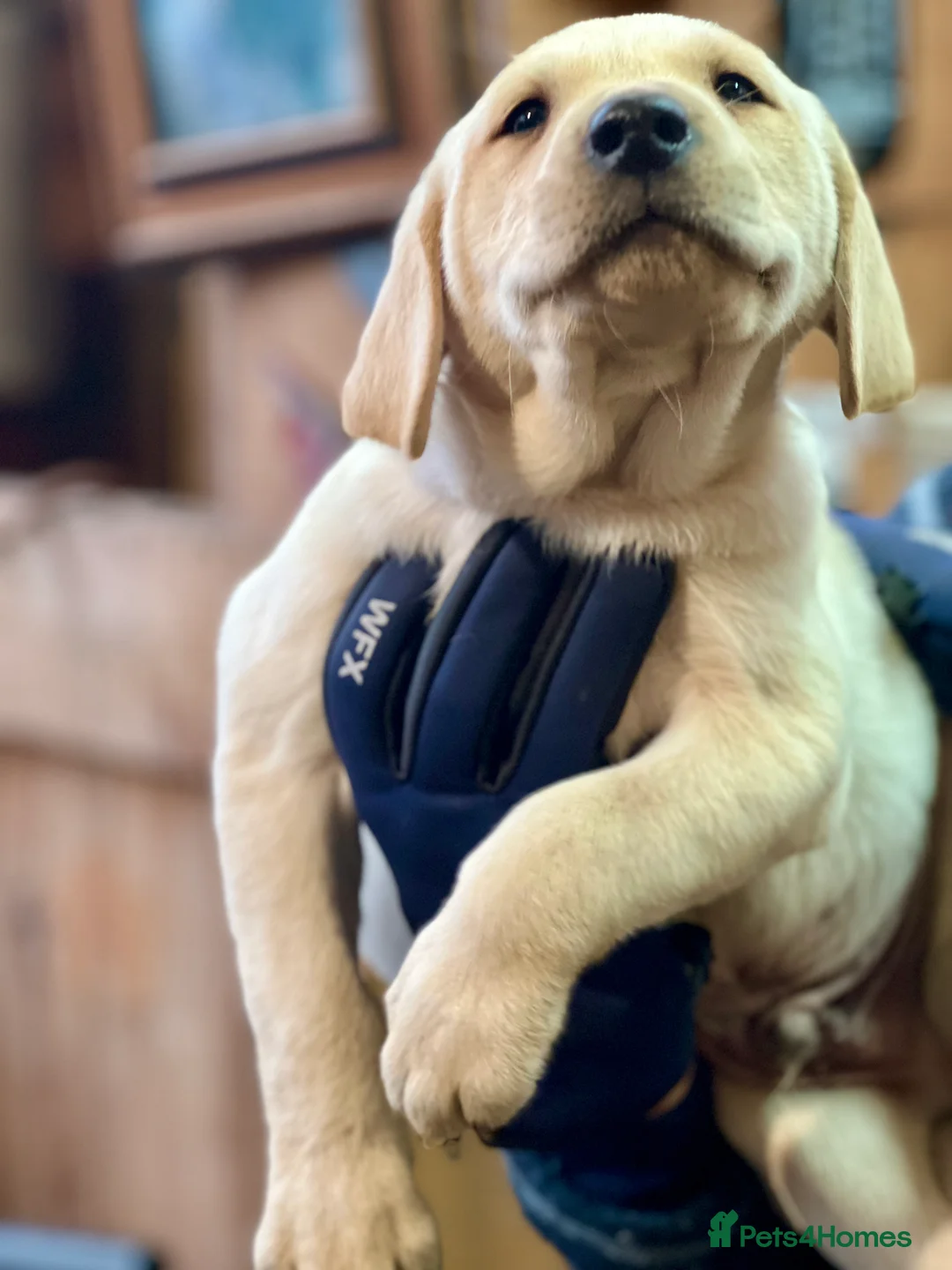 Labrador Retriever dogs for sale: KC Labrador Pups Chunky Traditional  Working - Advert 11