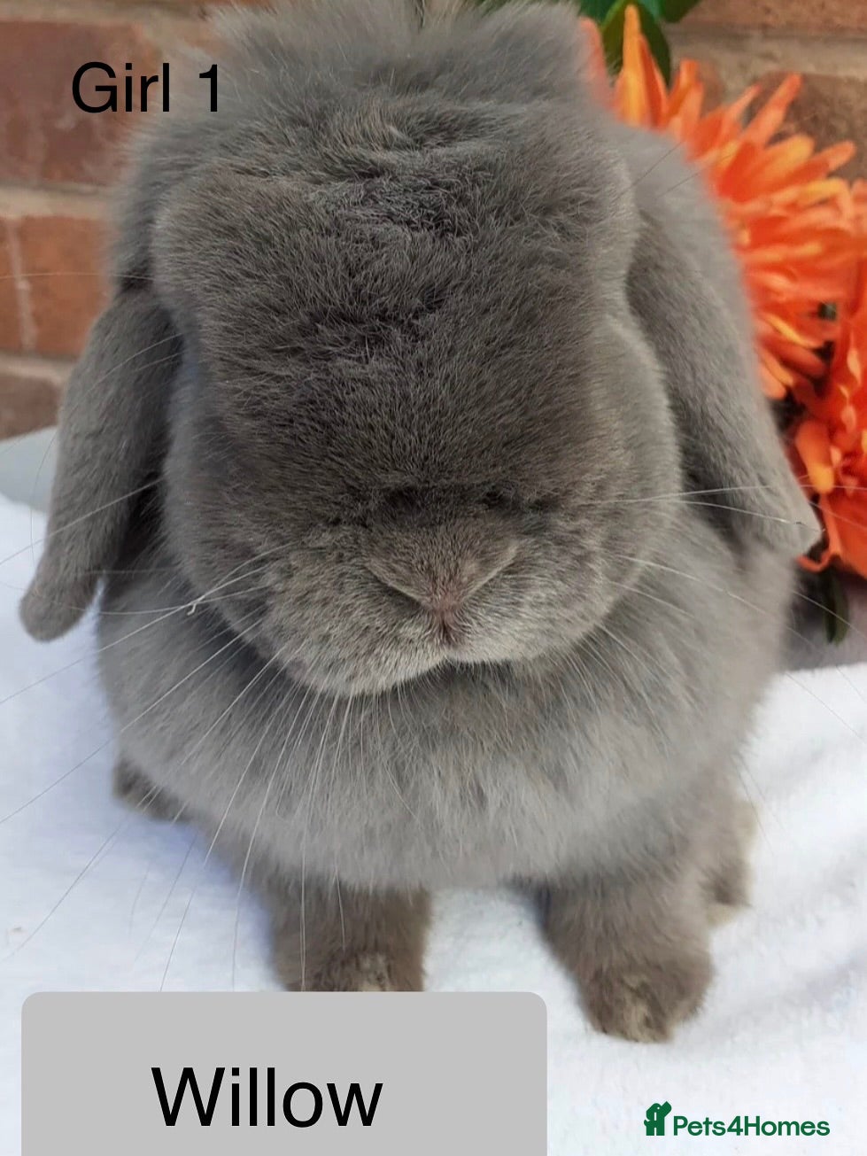 Mini Lop rabbits 4 mini lops looking for a home  - Advert 1
