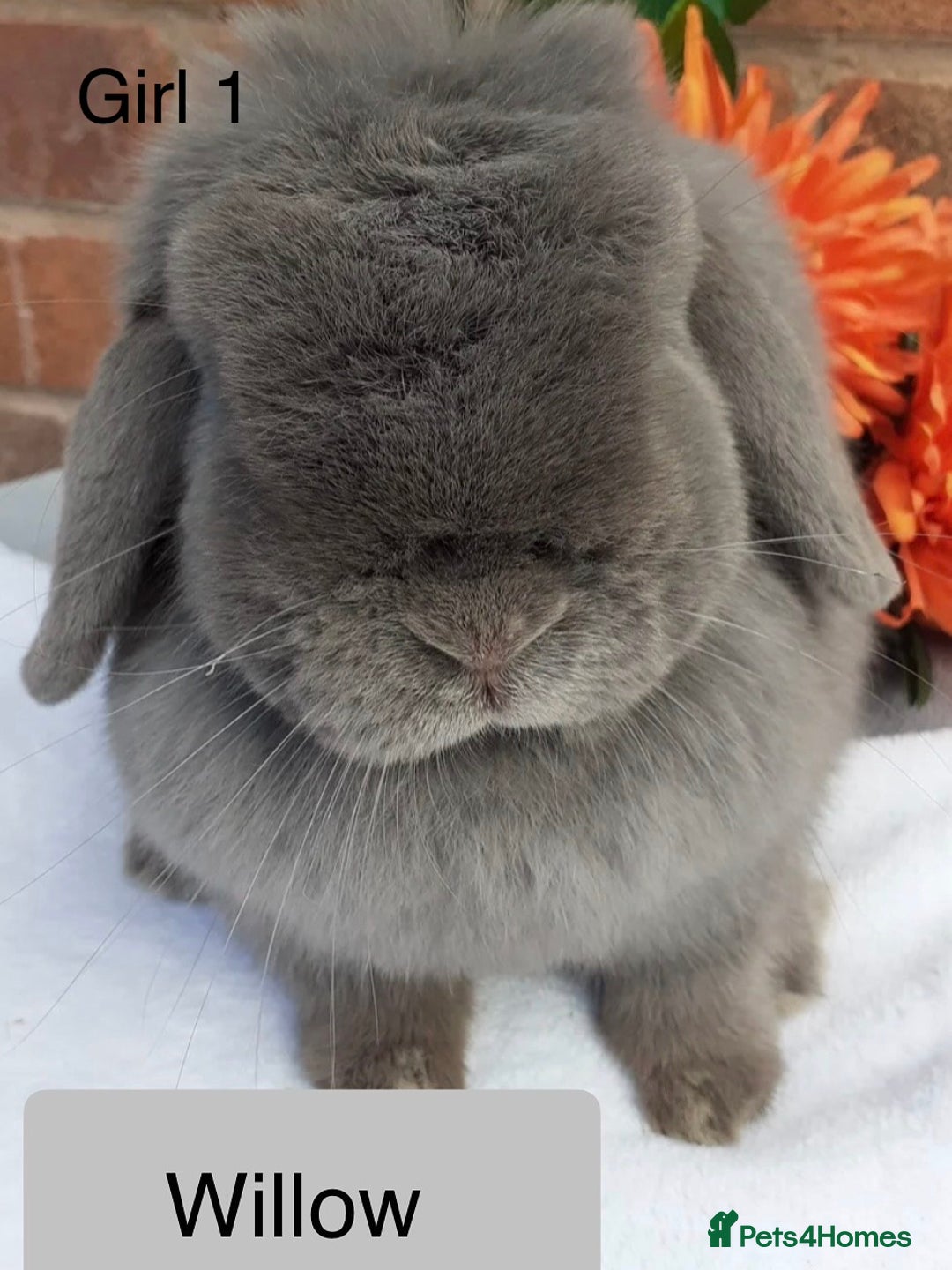 Mini Lop rabbits for sale: 4 mini lops looking for a home  - Advert 1