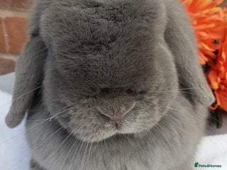 Mini Lop rabbits 4 mini lops looking for a home - Advert 1