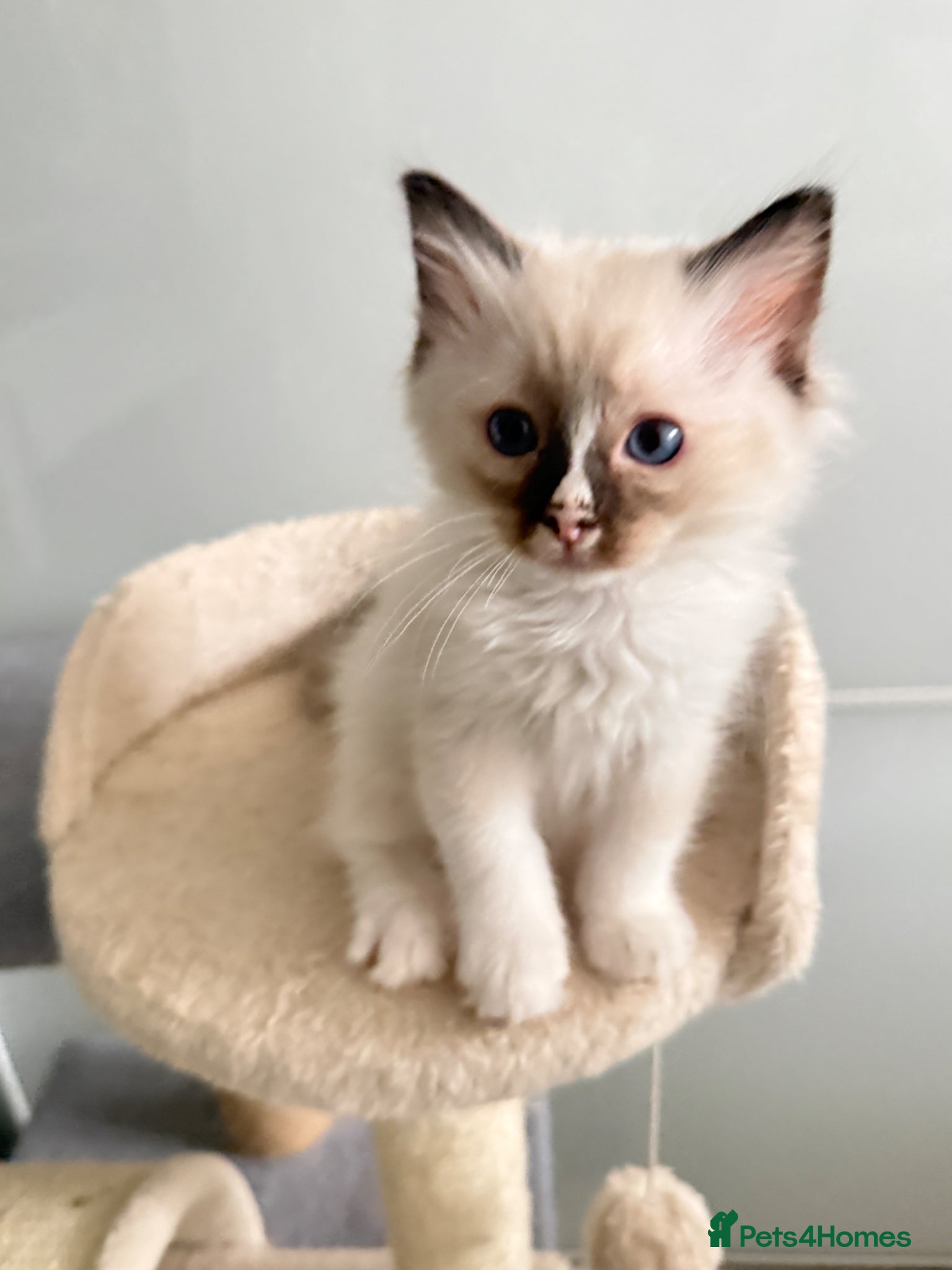 Ragdoll cats ***2 Beautiful Pure Ragdoll Male Kittens left *** - Advert 11