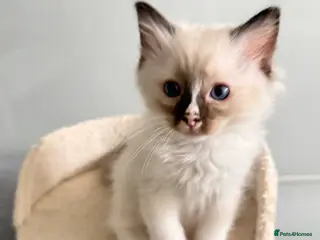 Ragdoll cats ***2 Beautiful Pure Ragdoll Male Kittens left *** - Advert 11