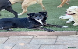 Mixed Breed dogs for adoption: Cute Briggie looking for LOVE - Image 2