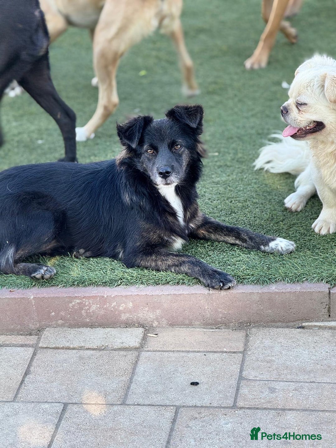 Mixed Breed dogs for adoption: Cute Briggie looking for LOVE - Image 2