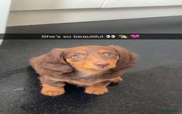 Dachshund dogs for sale: REDUCED ready for her new home  in Cardiff - Image 11