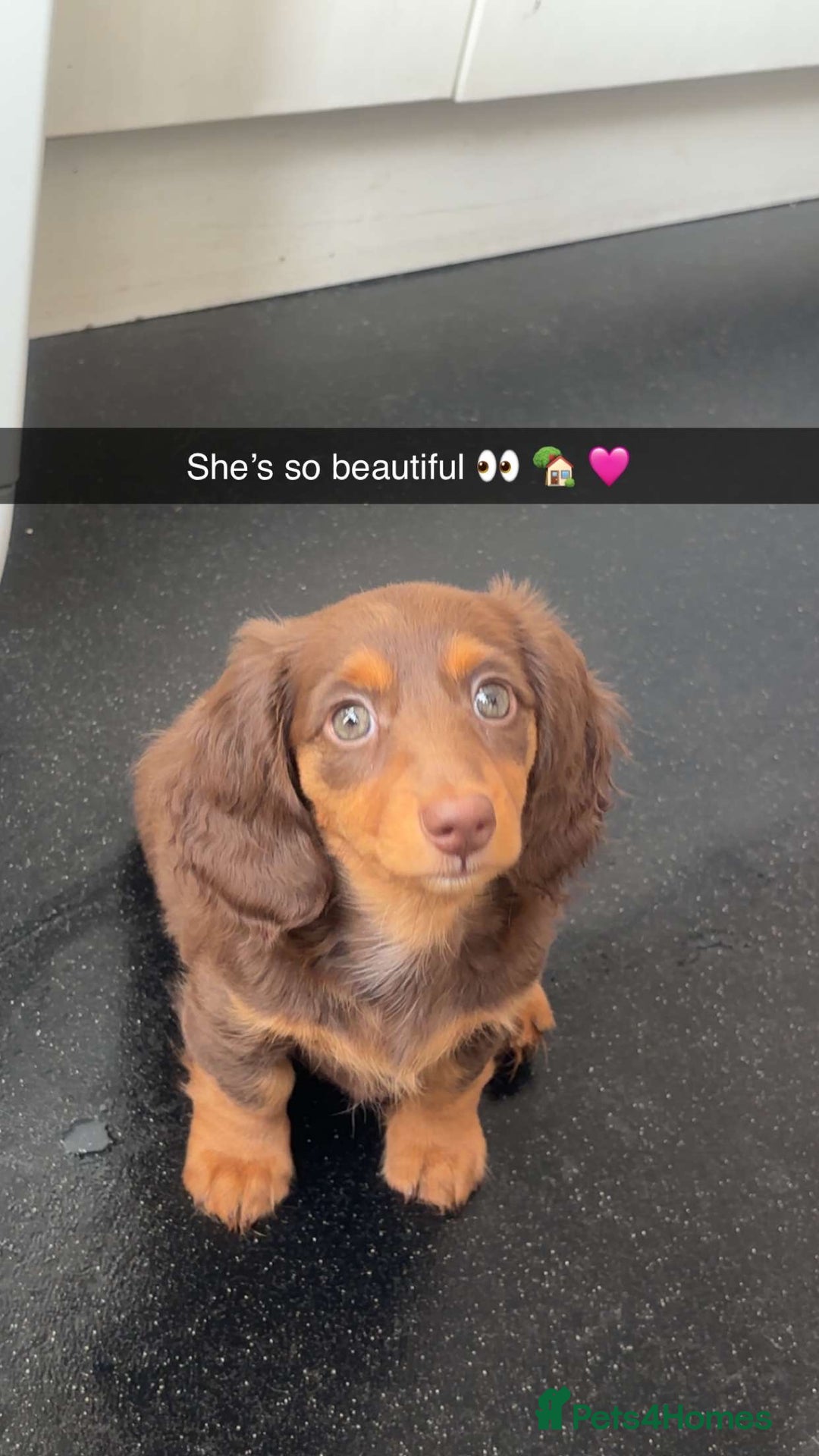 Dachshund dogs for sale: REDUCED ready for her new home  in Cardiff - Image 11