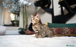 Bengal cats for sale: BABETTE-LAST available girl from the litter-TICA  - Image 11