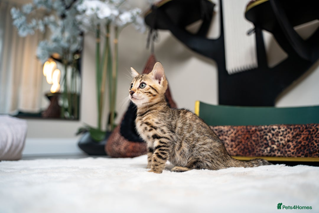 Bengal cats for sale: BABETTE-LAST available girl from the litter-TICA  - Image 11