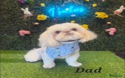 Shih Tzu dogs for sale: Quality Imperial Shih tzu babies - Advert 10