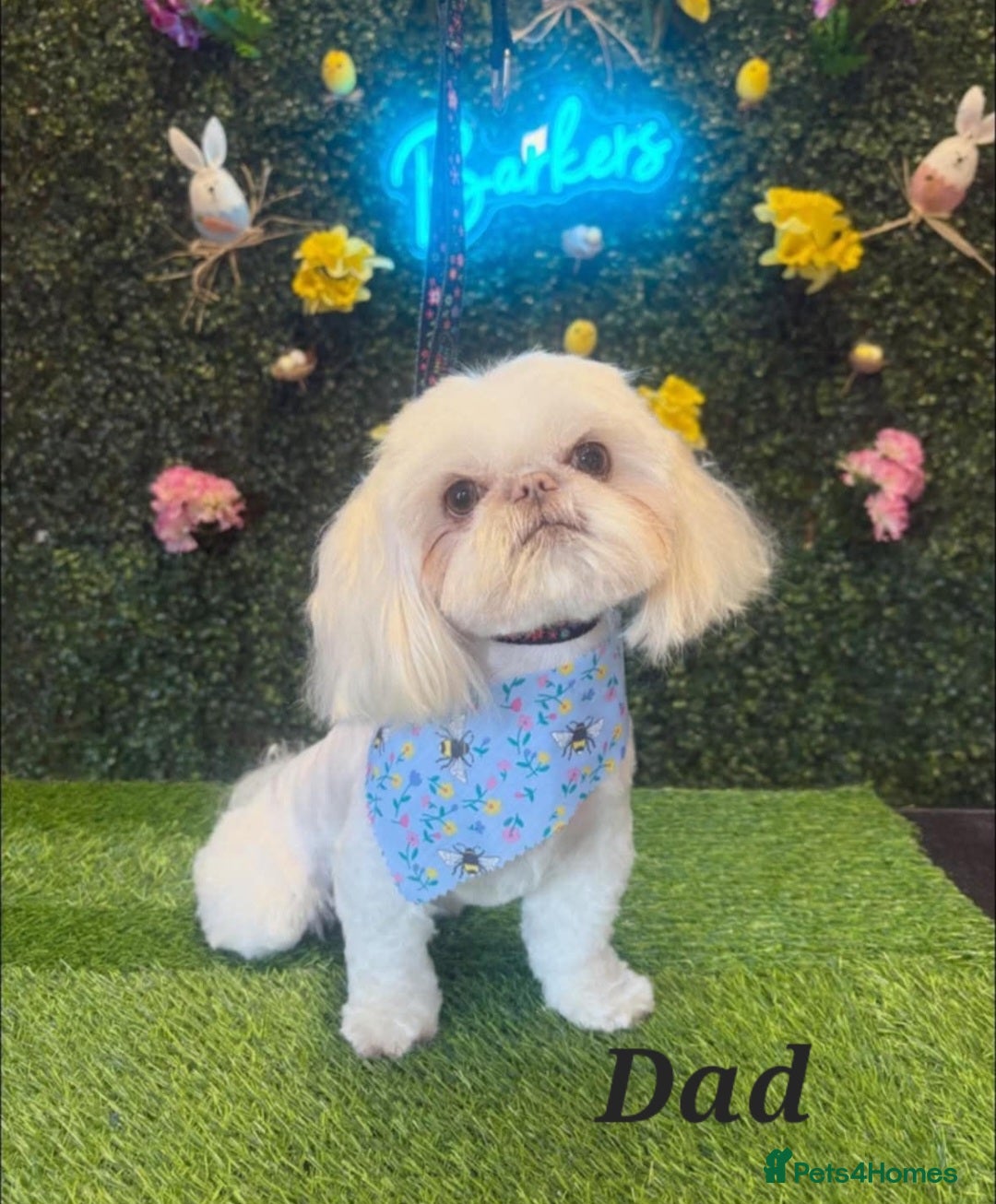 Shih Tzu dogs for sale: Quality Imperial Shih tzu babies - Advert 10