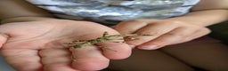 Stick Insects invertebrates for sale: Sunny stick insects - Advert 4