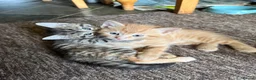 Domestic Shorthair cats for sale: 3 Beautiful kittens in Chichester - Advert 7