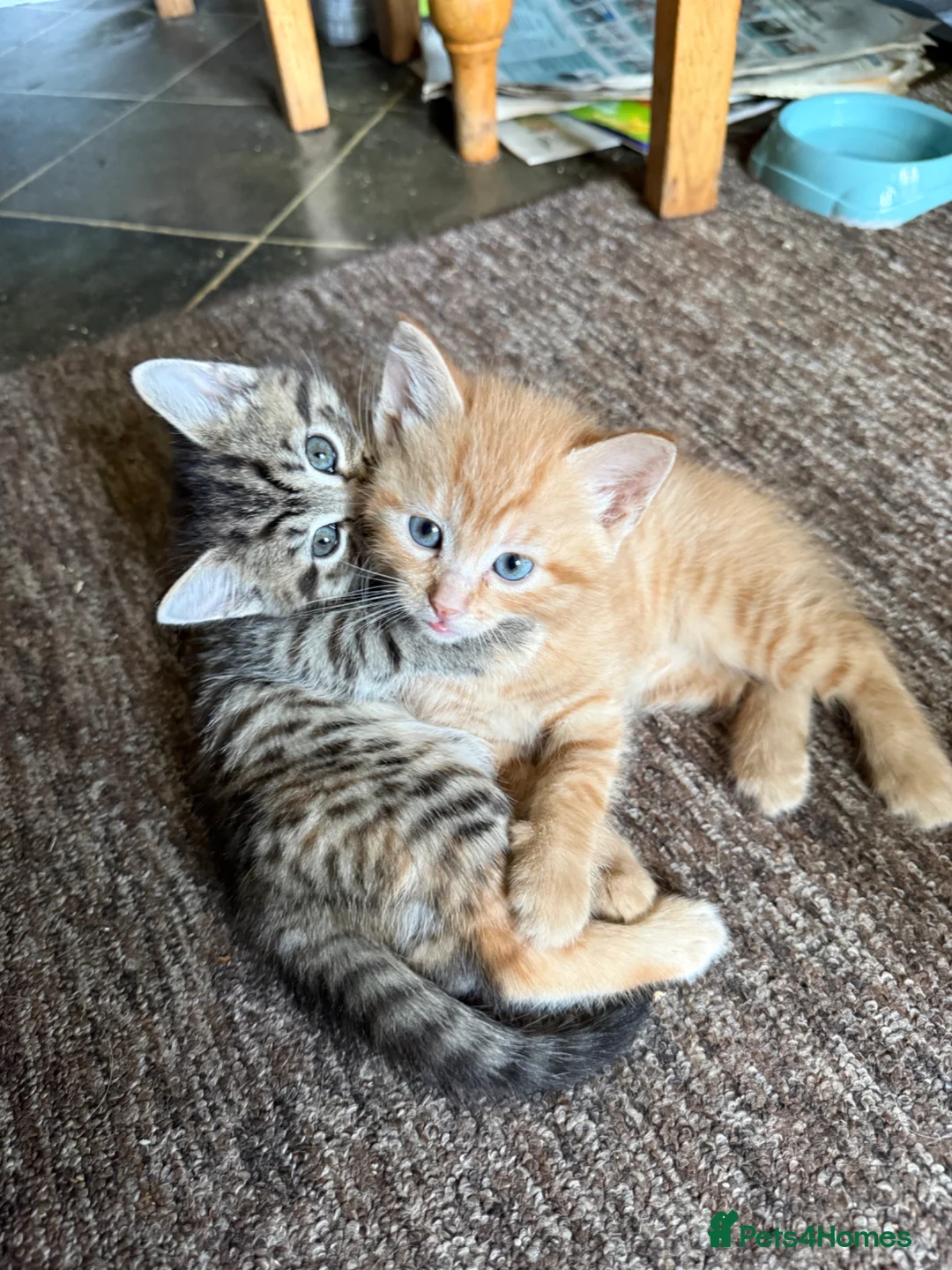 Domestic Shorthair cats for sale: 3 Beautiful kittens in Chichester - Advert 7