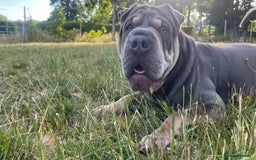 Mixed Breed dogs for sale: Snoop - Image 4