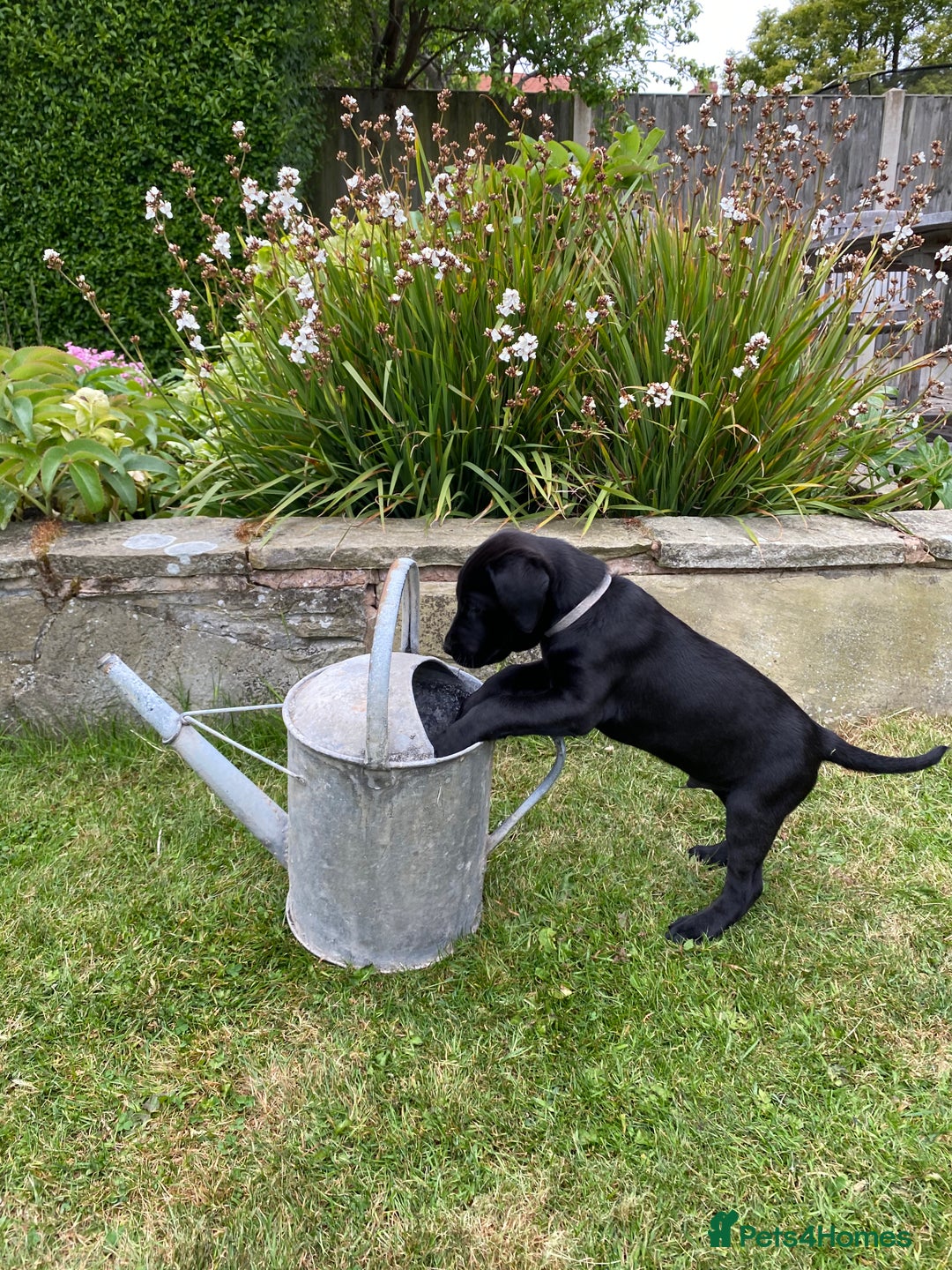 Labrador Retriever dogs for stud: Proven KC registered black field lab, for stud in Wirral - Advert 10