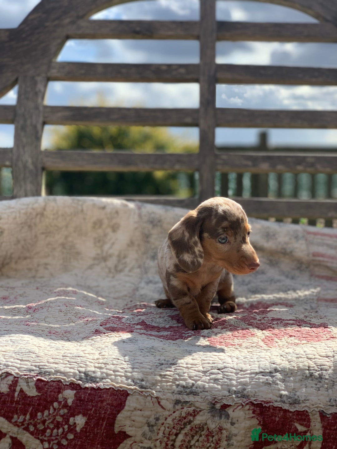 Miniature Dachshund dogs for sale: Beautiful Isabella mini dachshund  - Image 8
