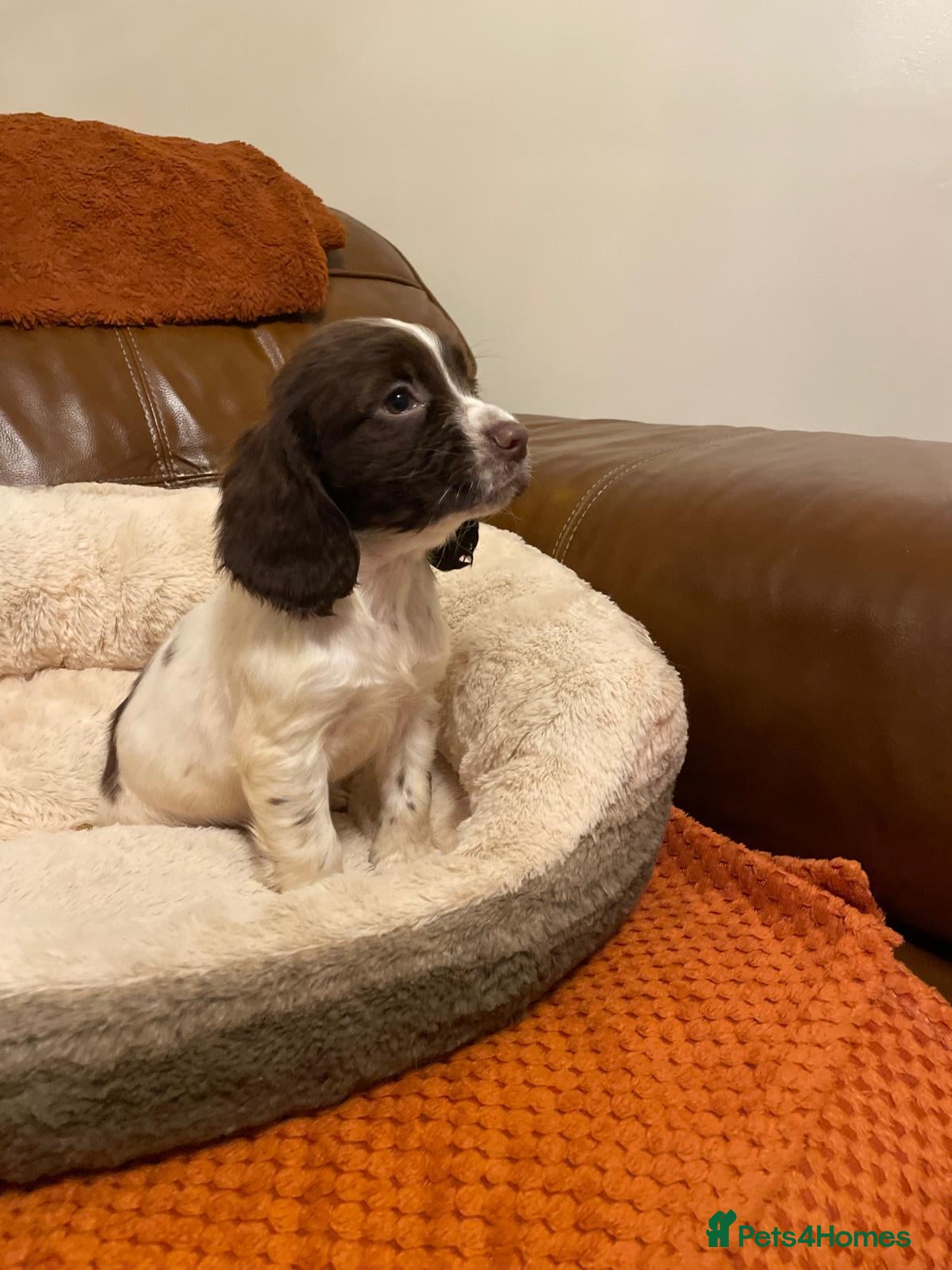 Cocker Spaniel dogs for sale: Cocker spaniel for Sale  - Advert 1