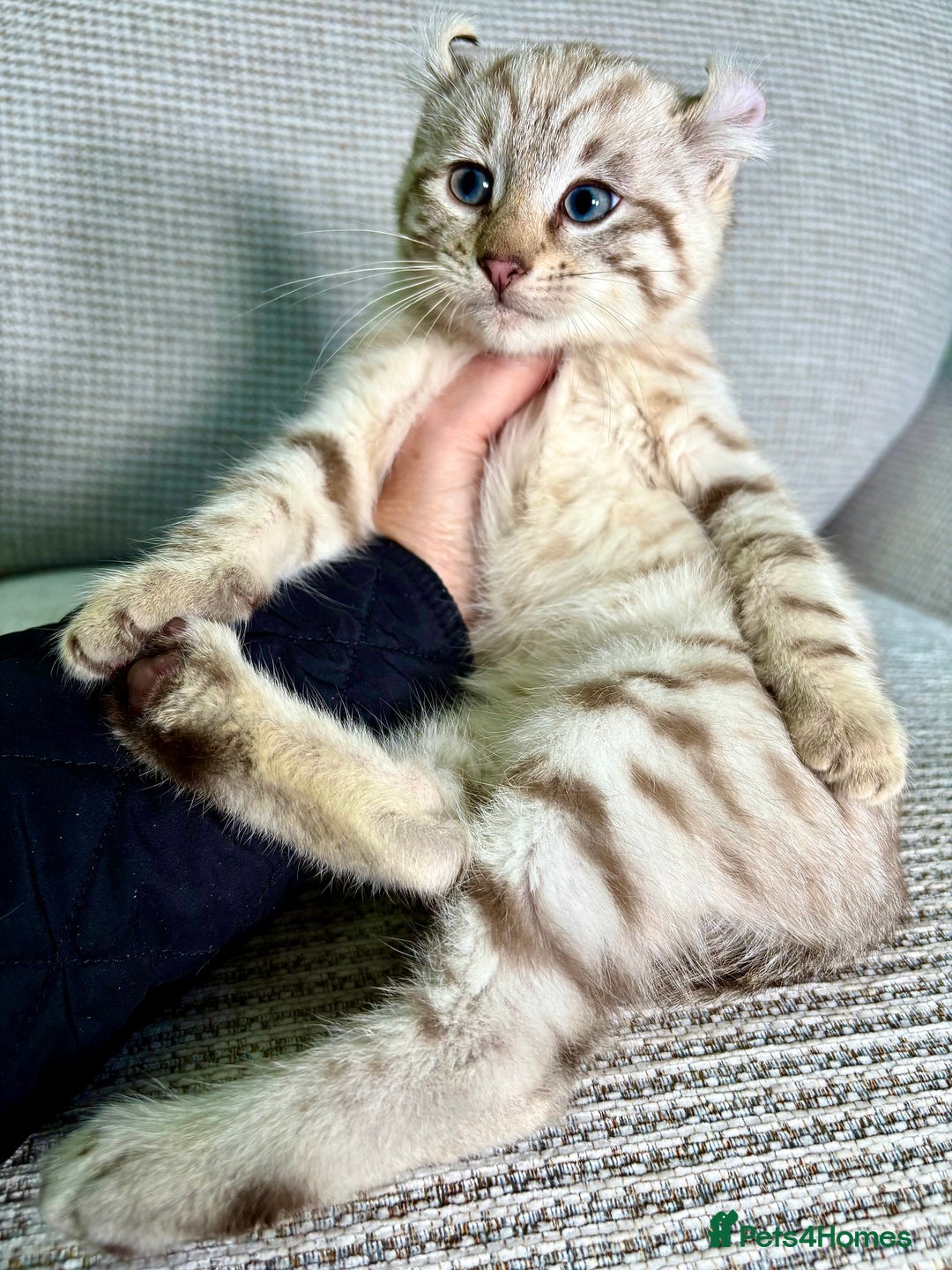 Savannah cats for sale: Superb wild looking snow leopard male  - Advert 16