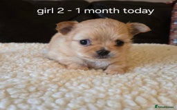 Chihuahua dogs for sale: Chihuahua long coat puppies ...only BOY left - Image 18
