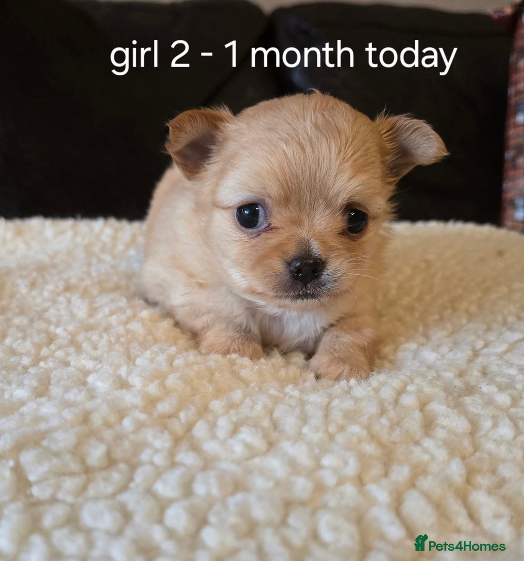 Chihuahua dogs for sale: Chihuahua long coat puppies ...only BOY left - Image 18