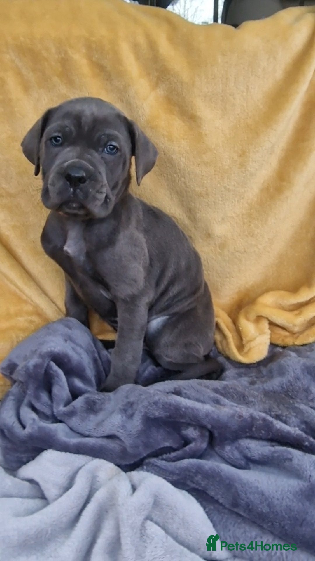 Mixed Breed dogs for sale: Cane Corso X Neapolitan Mastiff mix pups for sale - Advert 18