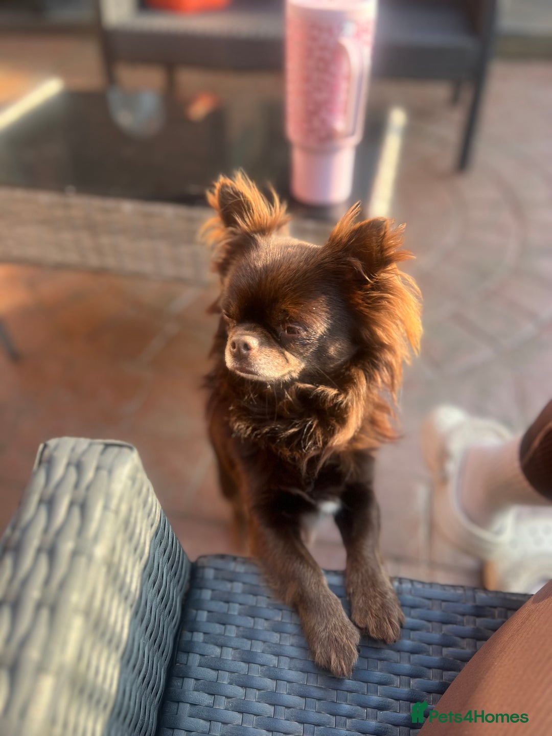Chihuahua dogs for stud: Duke- KC Reg Chocolate Long Coat Stud Available in Tredegar - Advert 15