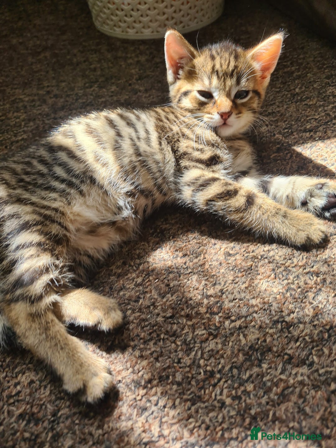 Domestic Shorthair cats for sale: 5 beautiful kittens for sale - Image 6