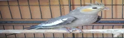 Cockatiels birds for sale: Beautiful Cockatiel Babies  - Advert 2