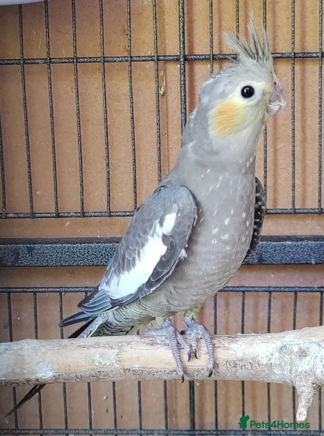 Cockatiels birds for sale: Beautiful Cockatiel Babies  - Advert 2