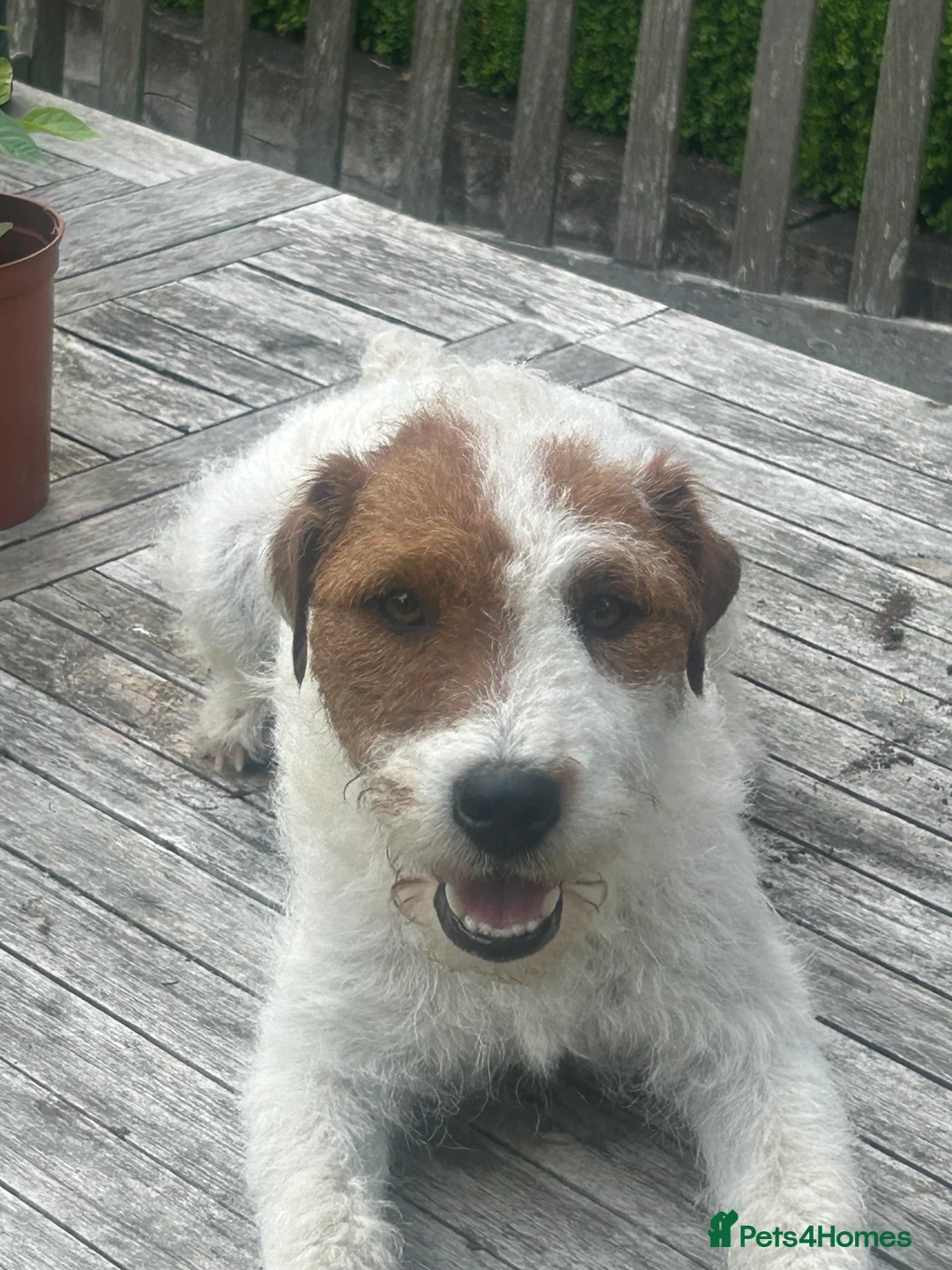 Parson Russell dogs for sale: Parson Russell Terrier Pups in Grantham - Advert 10