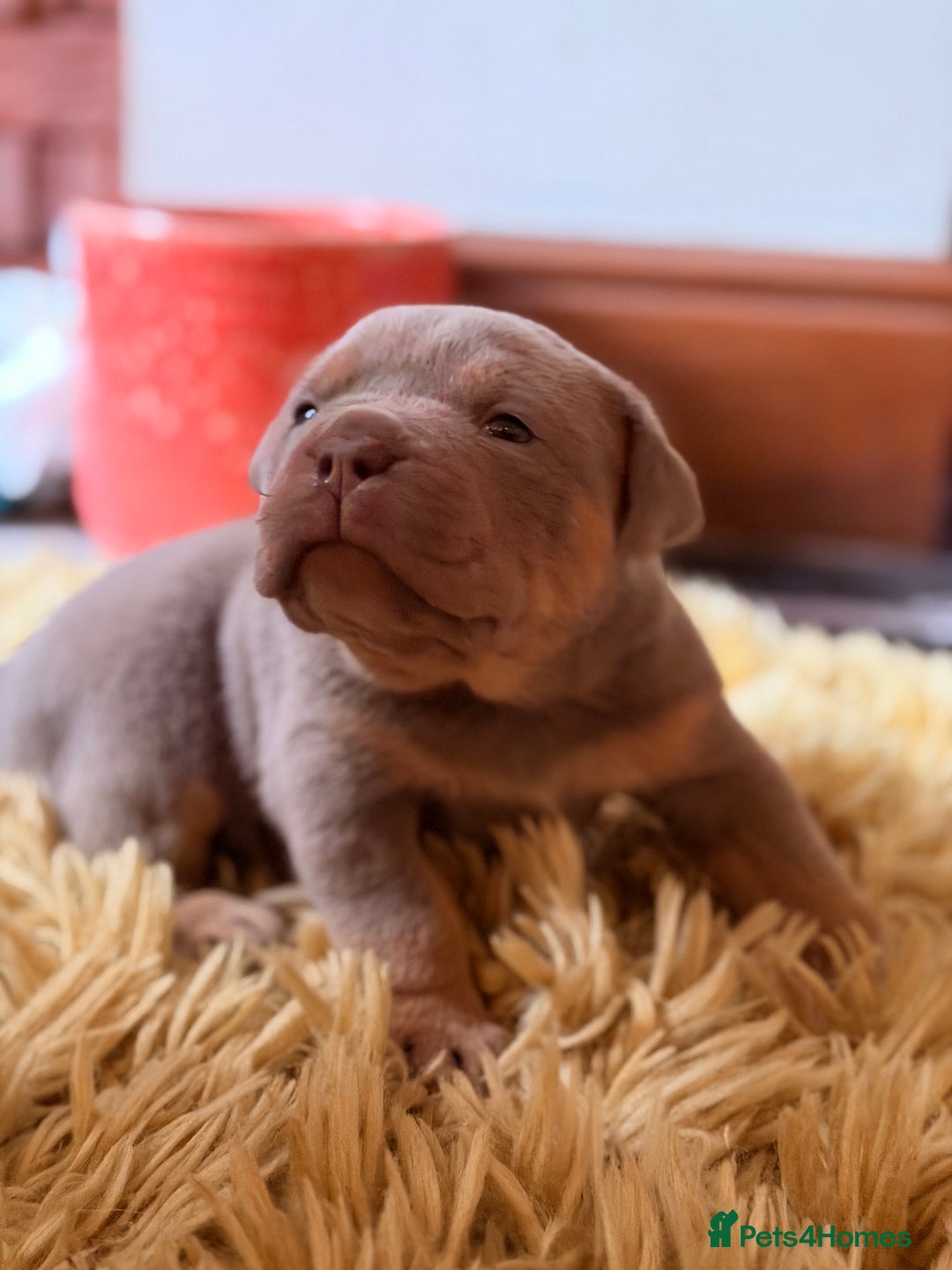 Olde English Bulldogge dogs for sale: Olde English Bulldog Puppies - Family Raised  - Advert 22