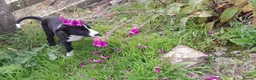 Border Collie dogs for sale: Border collie pups - Advert 9