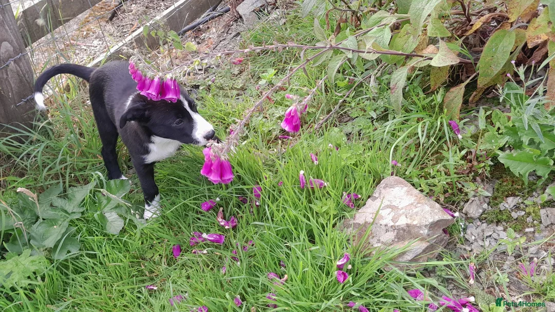Border Collie dogs for sale: Border collie pups - Advert 9