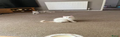 Ragdoll 2