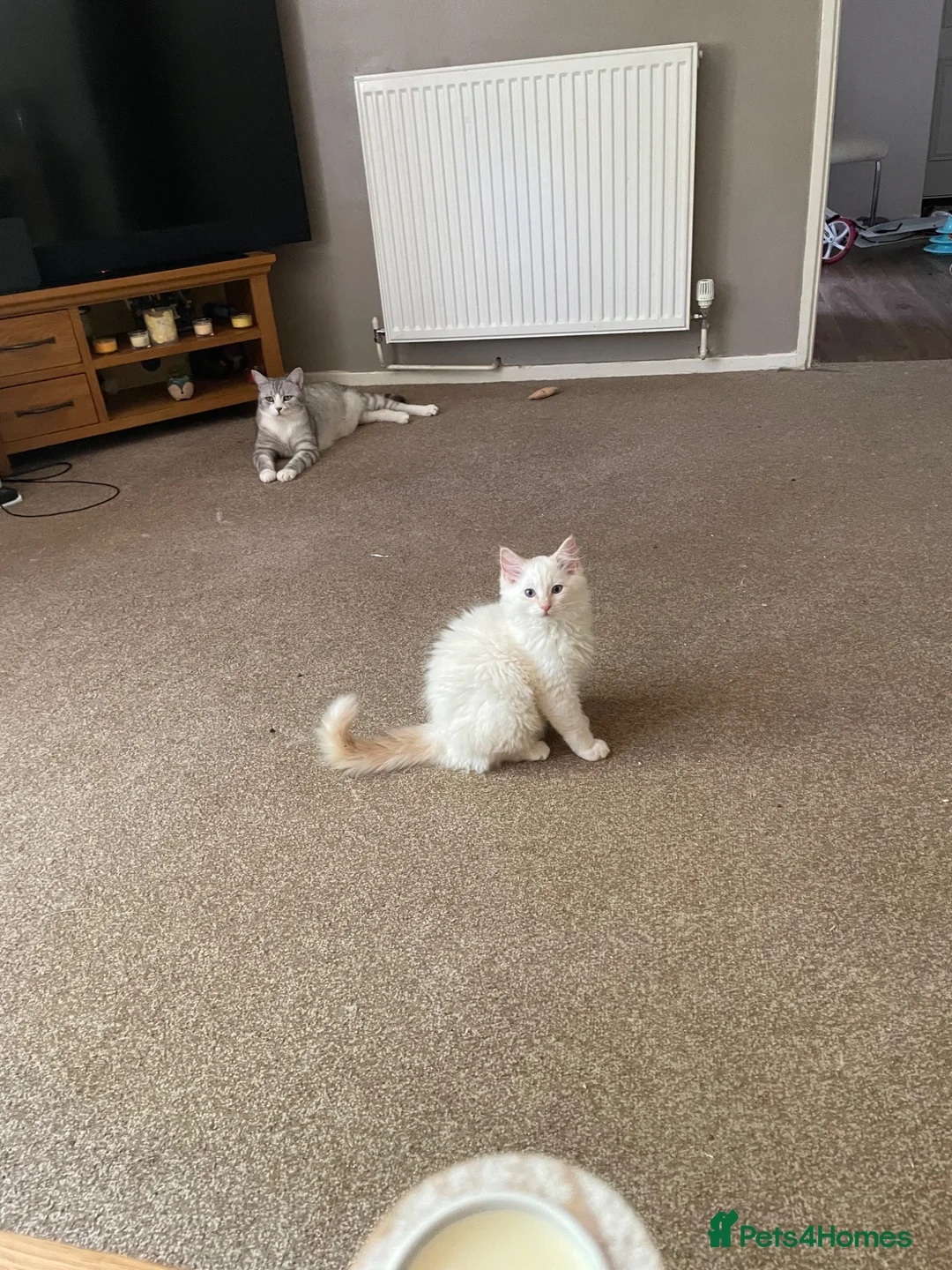 Ragdoll cats for sale: Pure ragdoll kittens  - Advert 5