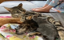 Mixed Breed cats for sale: Mixed breed kittens  - Image 5