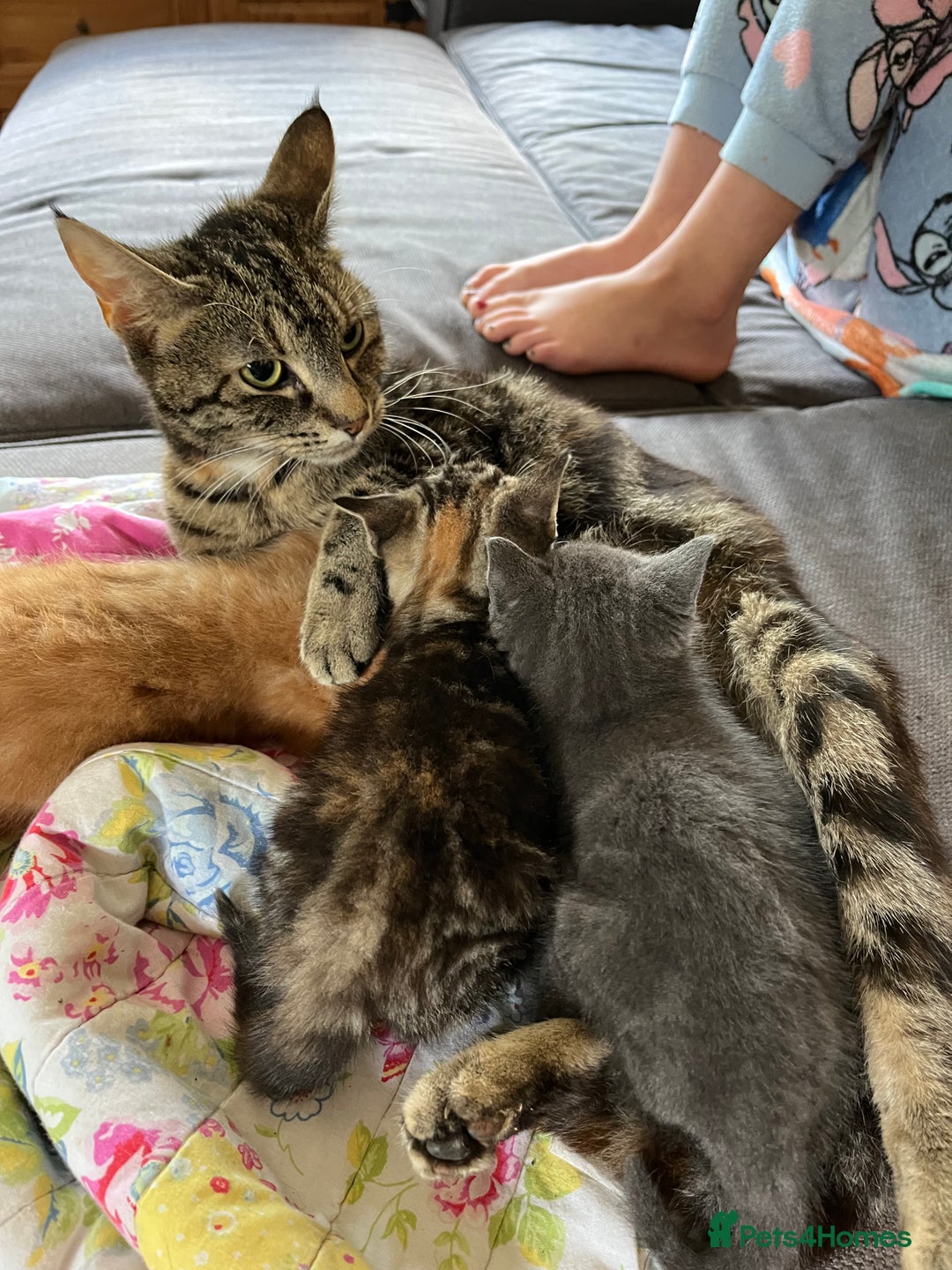 Mixed Breed cats for sale: Mixed breed kittens  - Image 5