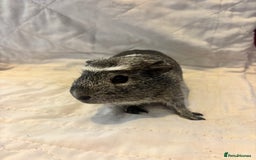 Guinea Pig rodents for sale: Gorgeous bonded boars - Image 2