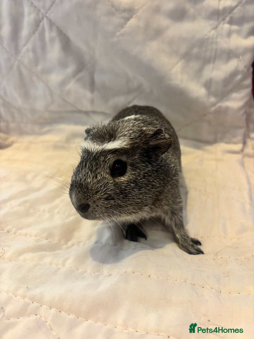 Guinea Pig rodents for sale: Gorgeous bonded boars - Image 2