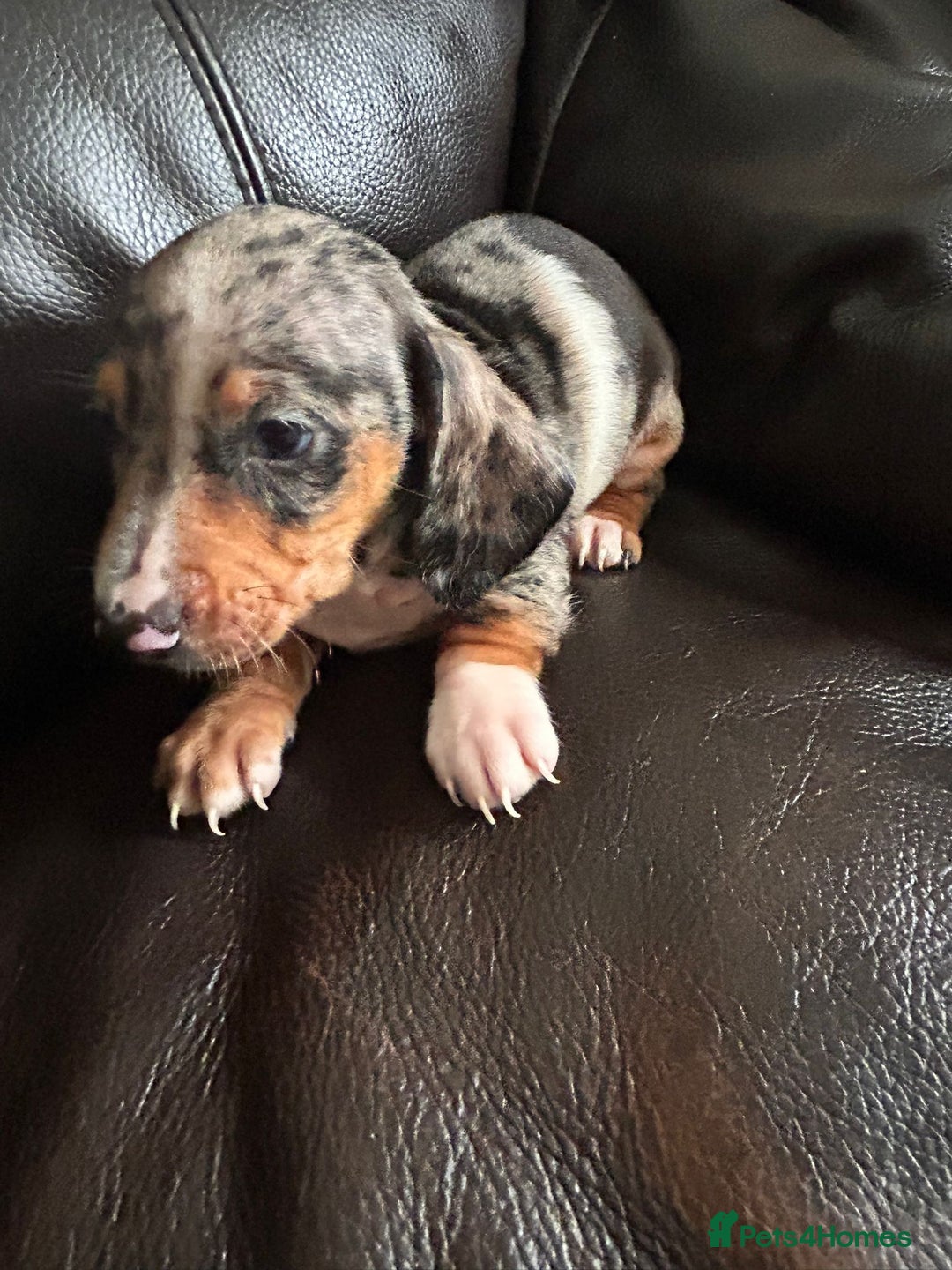 Miniature Dachshund dogs for sale: Dachshund puppies boys and girls ready now - Image 8