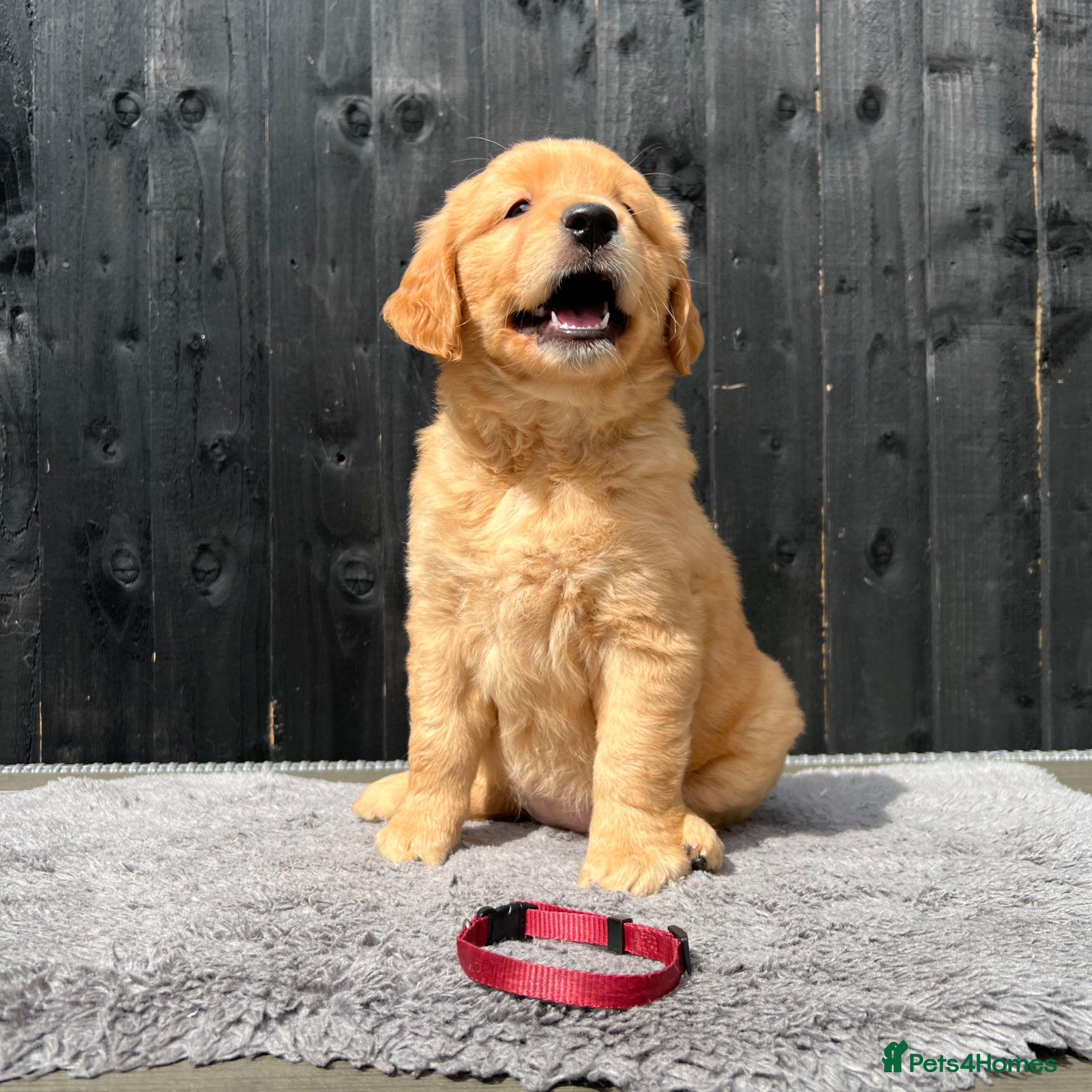 Golden Retriever dogs Extensively health tested kc reg golden girls - Advert 4
