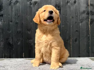 Golden Retriever dogs Extensively health tested kc reg golden girls - Advert 4