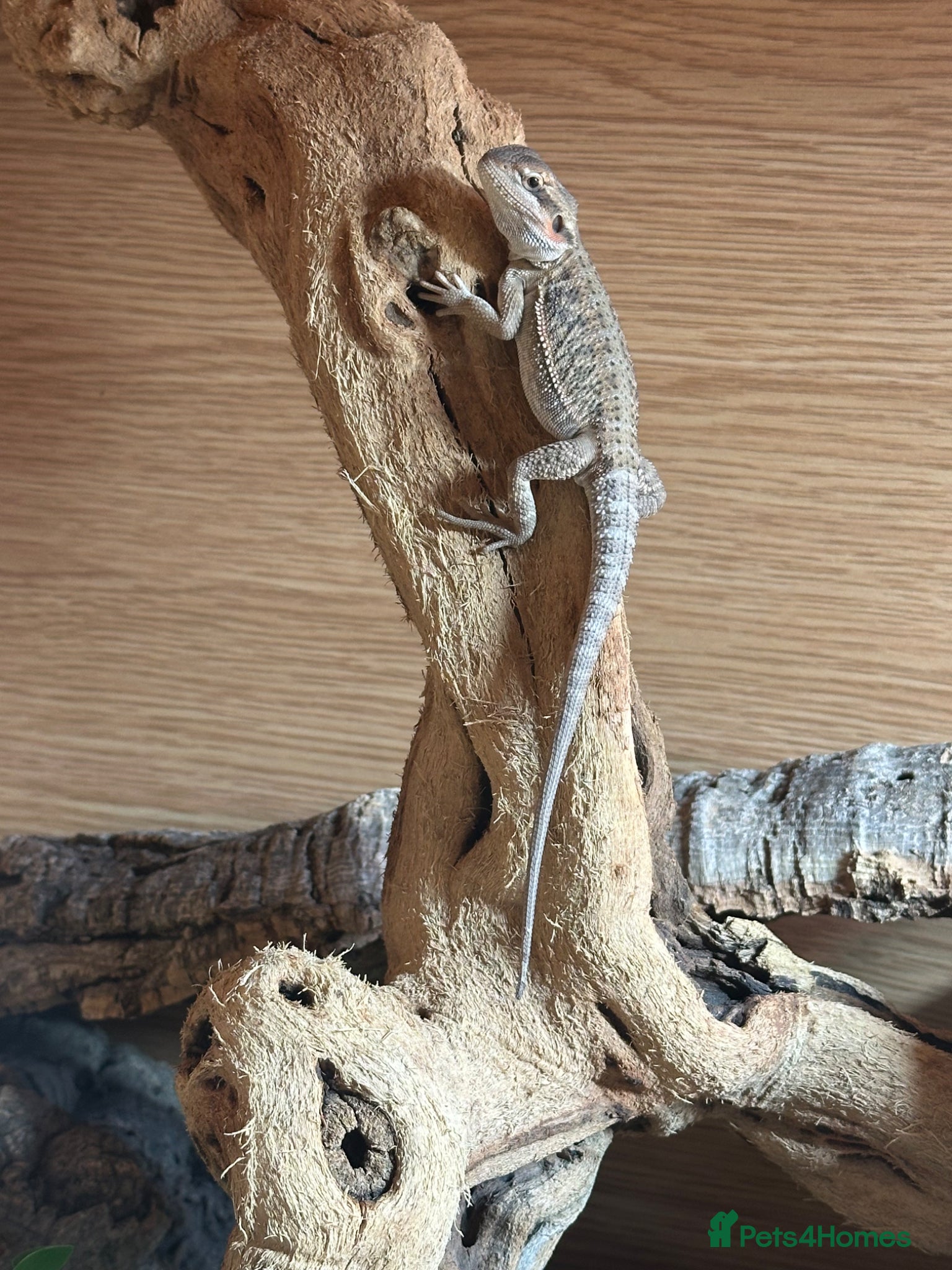 Bearded Dragon reptiles 3 month old Bearder Dragon - Advert 2